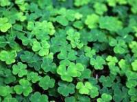 ST PATRICKS DAY – CURATED IRISH&nbsp;PLAYLIST