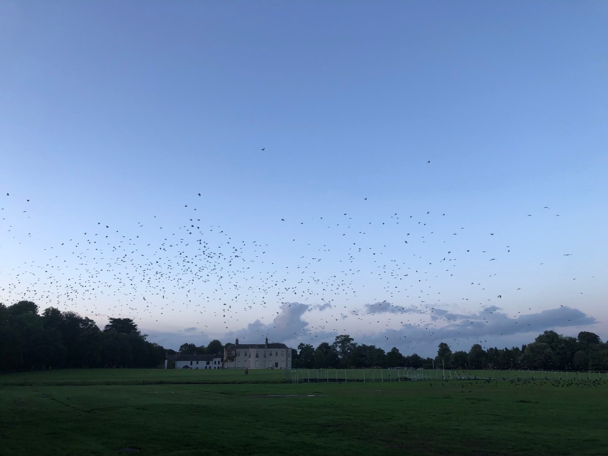 THE MARLAY PARK CONCERTS: DOING IT FOR THE&nbsp;KIDS